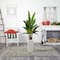 6ft. Potted Travelers Palm Tree in Decorative Planter